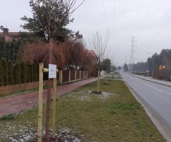 Znów będzie zielono! 114 drzew zostało nasadzonych przez PGNiG TERMIKA  w ramach budowy gazociągu do Ciepłowni Kawęczyn